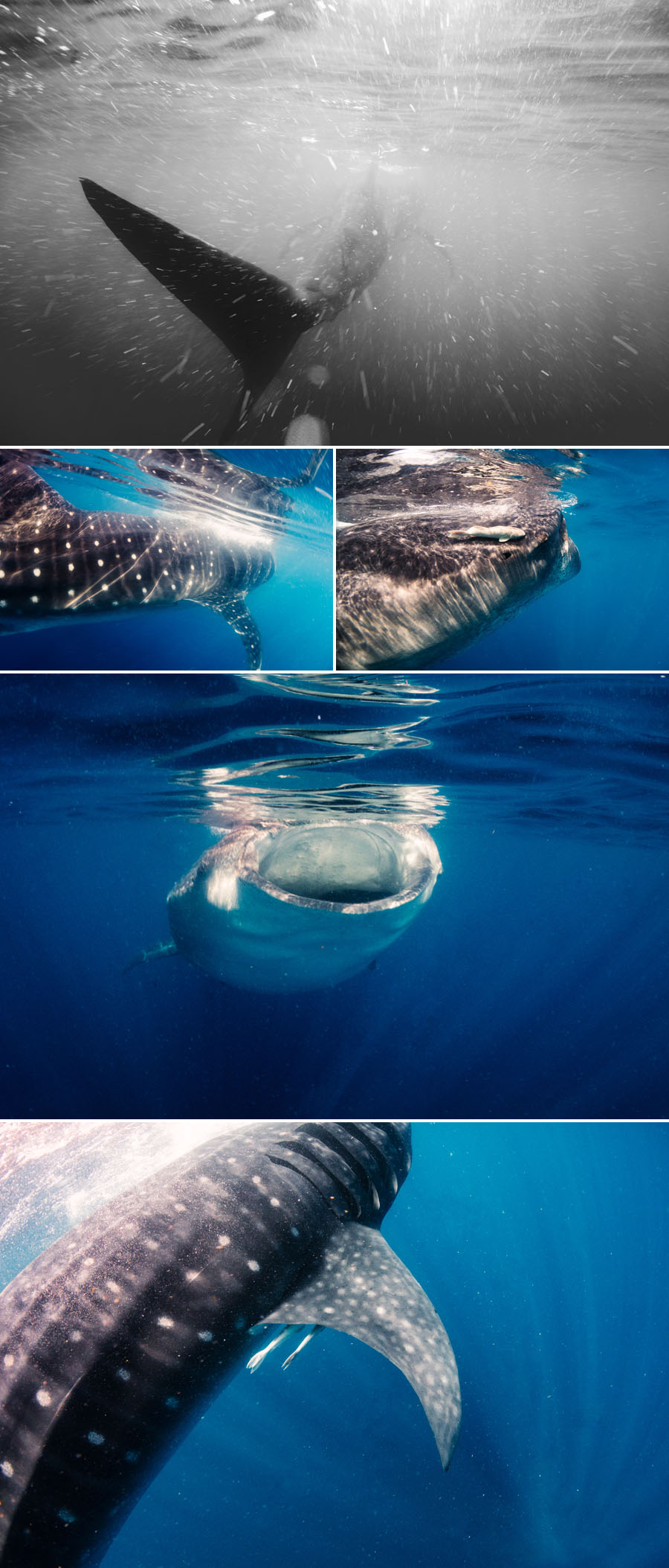 Underwater Photography-Whale Sharks