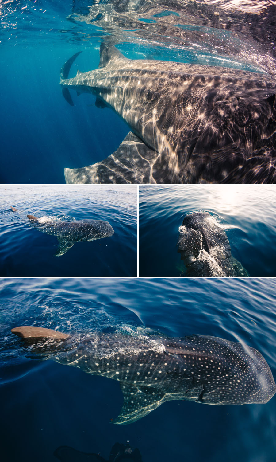 Whale Sharks-Isla Mujeres