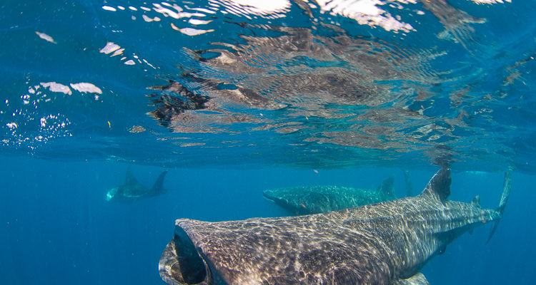 Whale Sharks-Underwater Photography