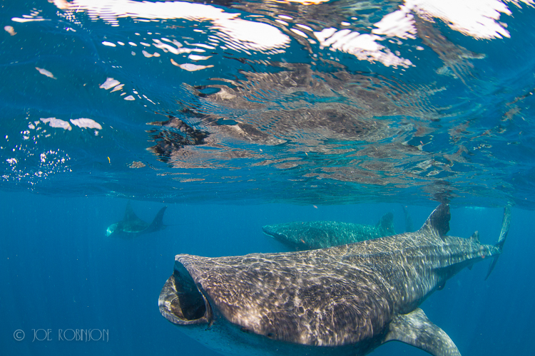 Whale Sharks-Underwater Photography